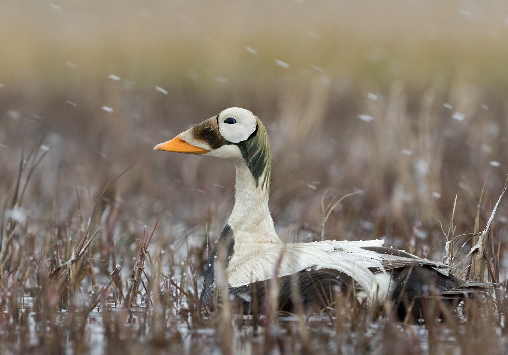 Spectacled Eider - ML205997961