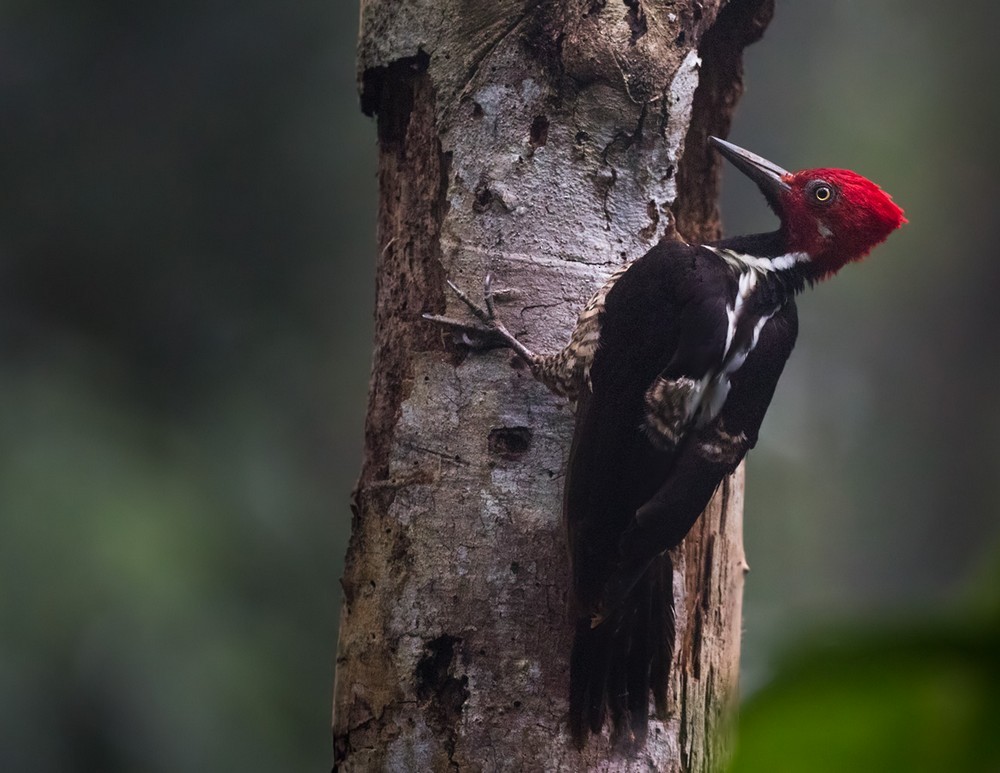 Guayaquil Woodpecker - Lars Petersson | My World of Bird Photography