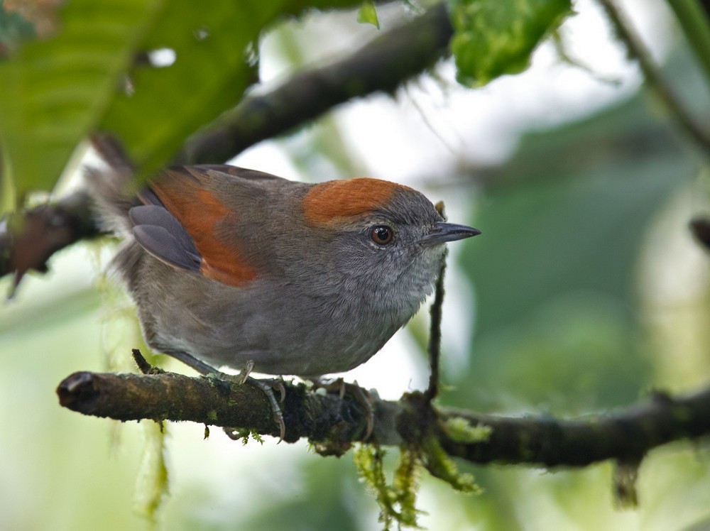 Azara's Spinetail - Lars Petersson | My World of Bird Photography