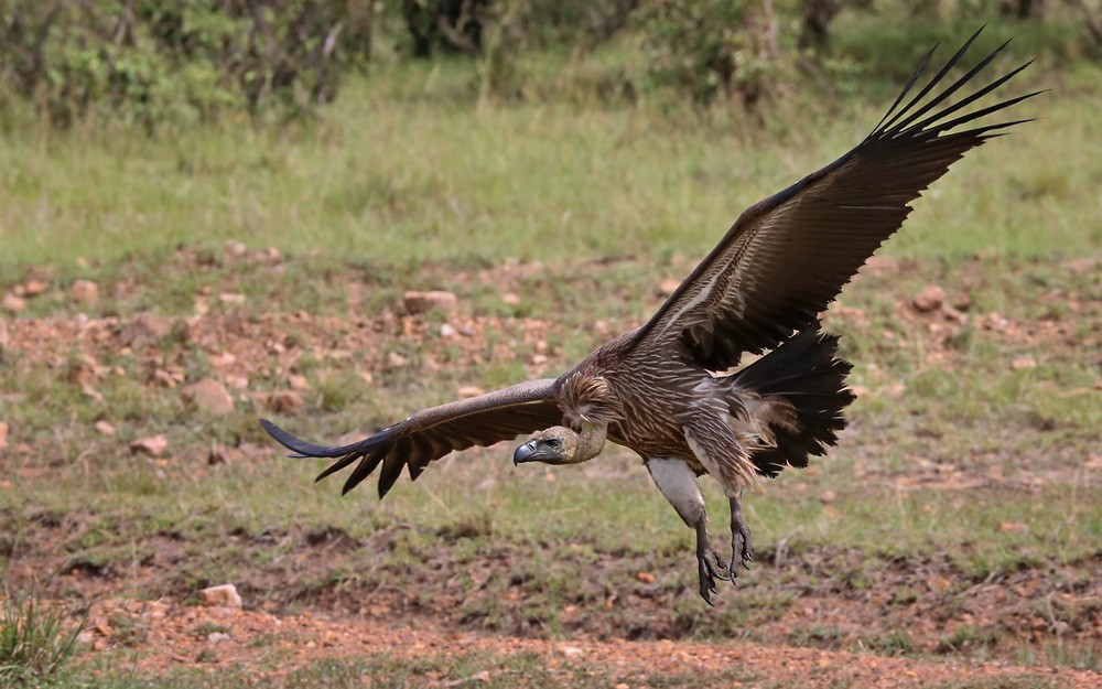 Buitre Dorsiblanco Africano - ML205998311