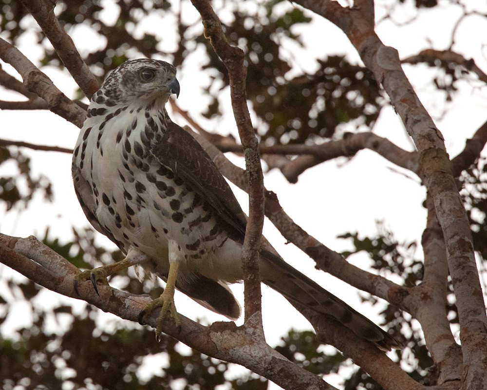 Afrikahabicht (sparsimfasciatus) - ML205998381