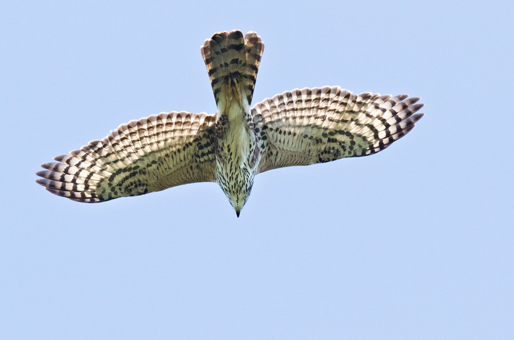 Black Goshawk - ML205998411