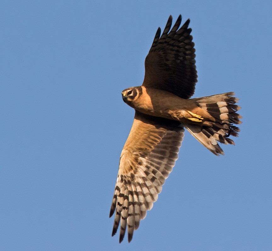 Pallid Harrier - ML205998431