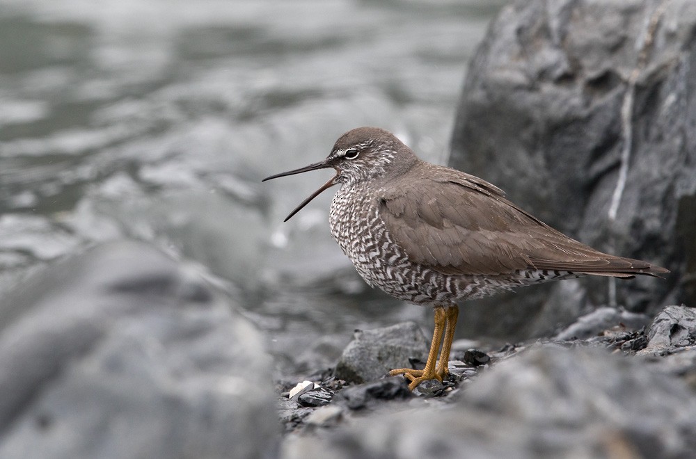 Wandering Tattler - Lars Petersson | My World of Bird Photography