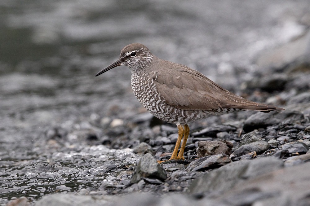 Wandering Tattler - Lars Petersson | My World of Bird Photography