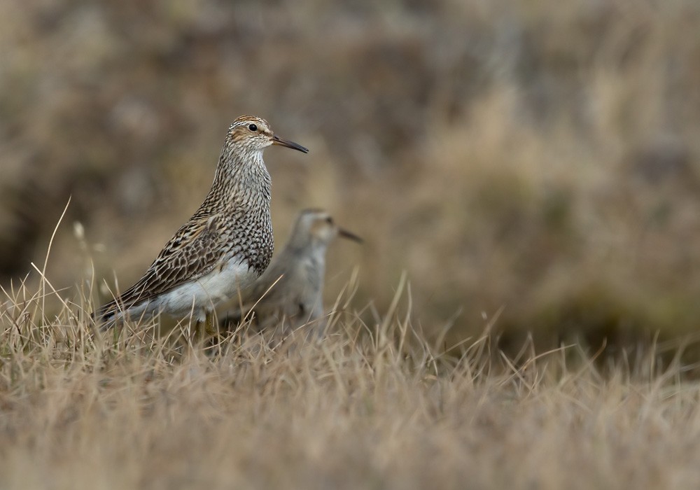 Pectoral Sandpiper - ML205998971