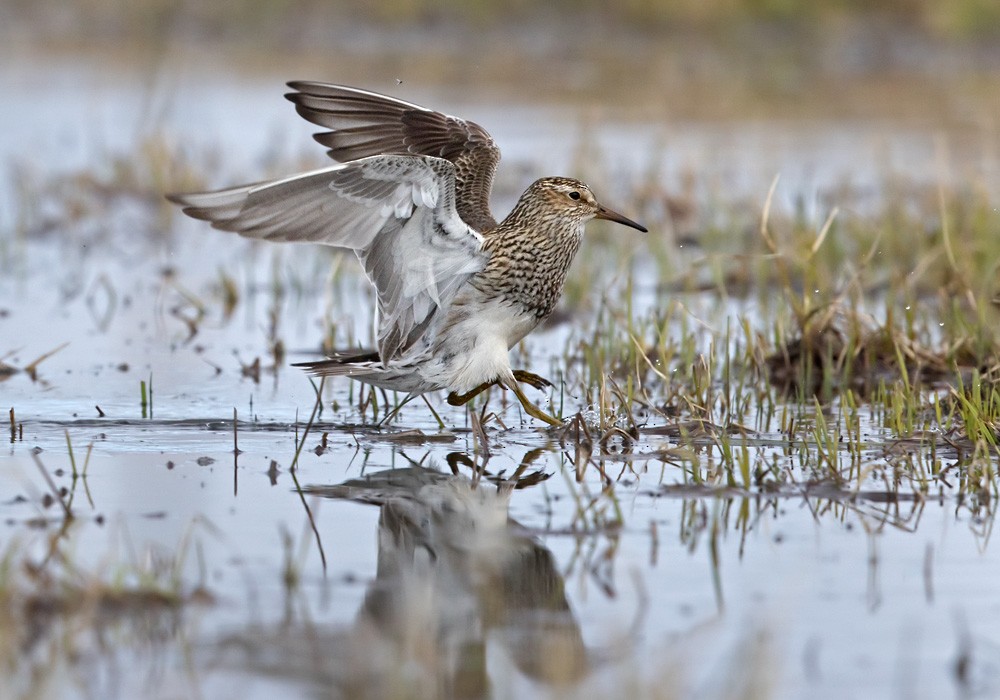 Pectoral Sandpiper - ML205999041