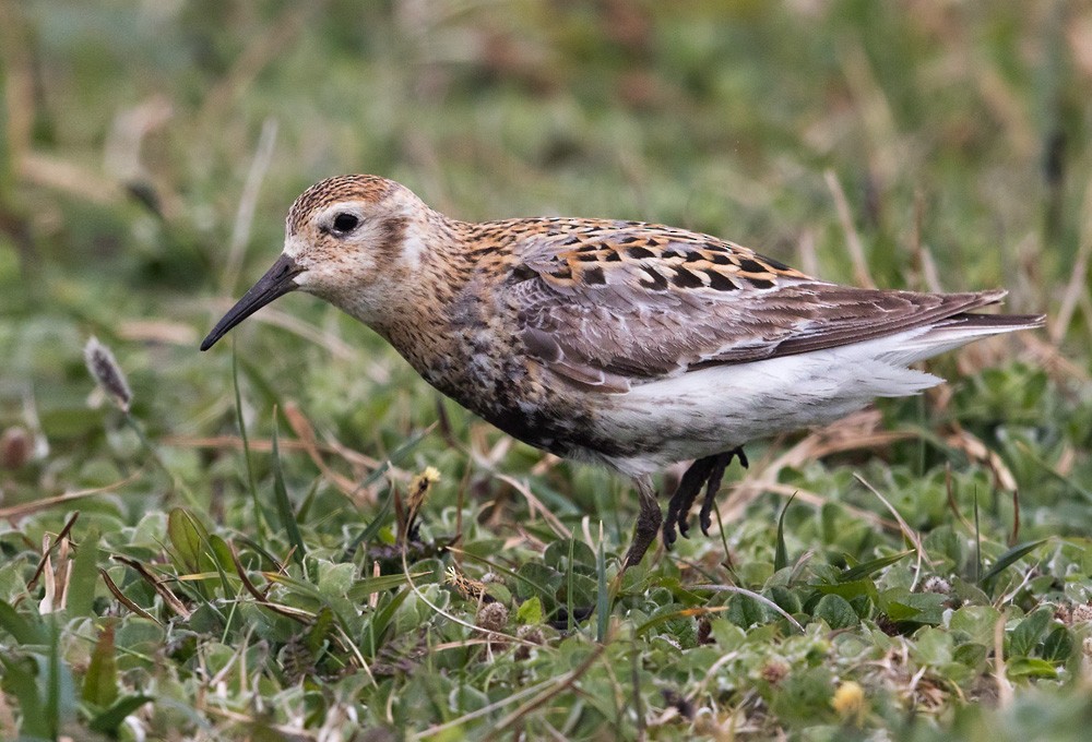 Beringstrandläufer (ptilocnemis) - ML205999101