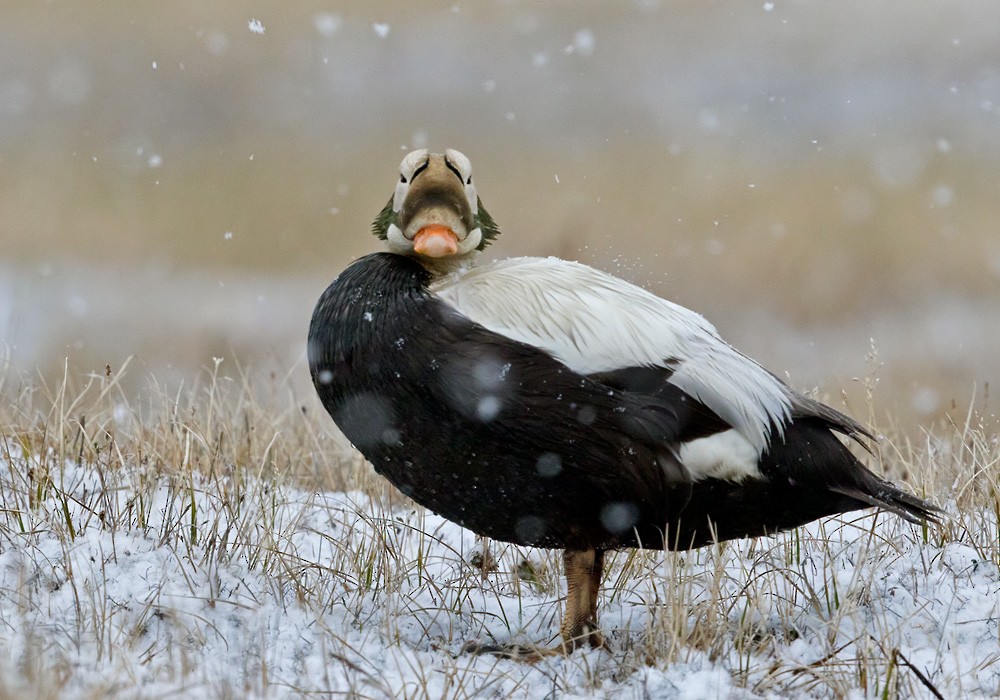 Spectacled Eider - ML205999181