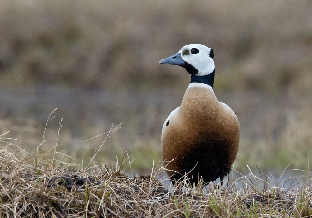 Steller's Eider - Lars Petersson | My World of Bird Photography