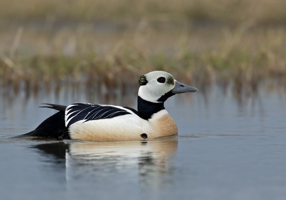 Steller's Eider - ML205999221