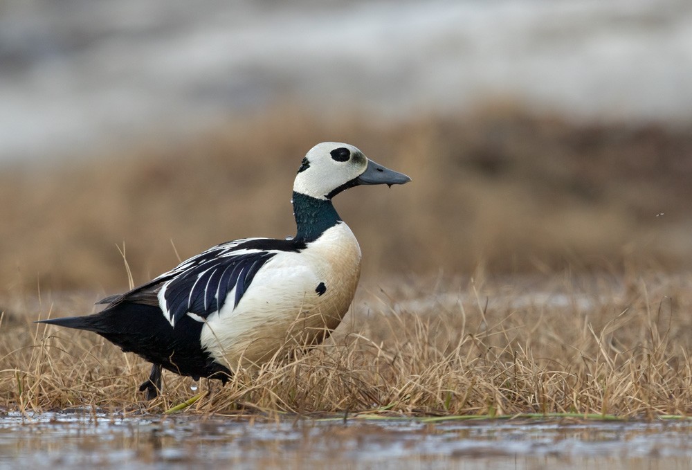 Steller's Eider - ML205999231