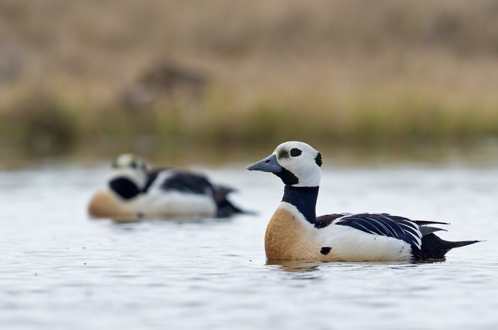 Steller's Eider - ML205999271