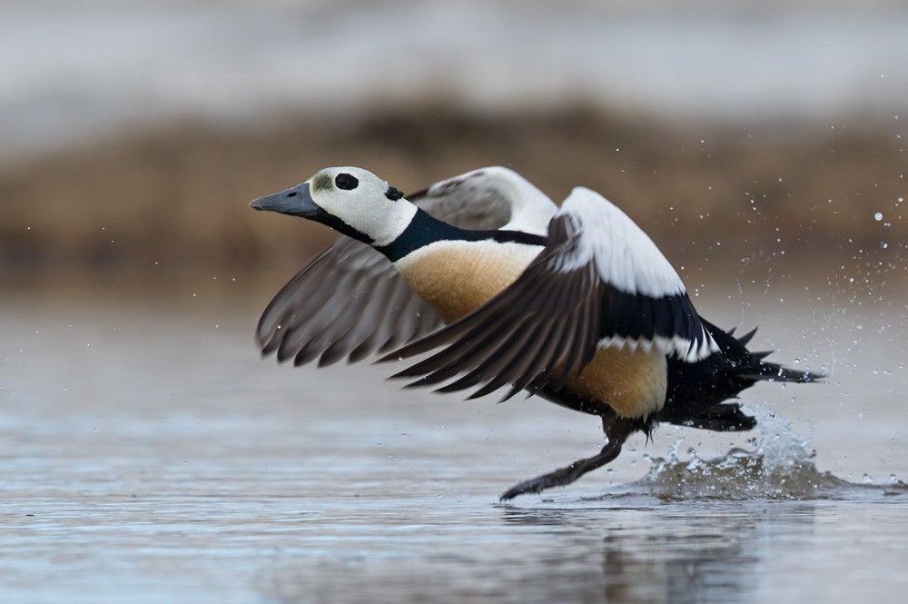 Steller's Eider - ML205999291