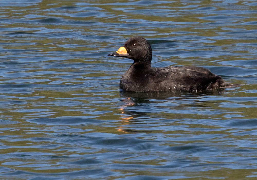 Black Scoter - ML205999401