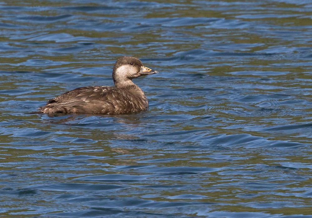 Black Scoter - ML205999411