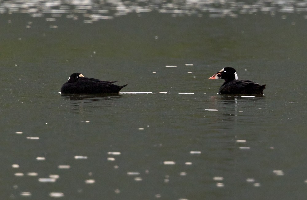 Surf Scoter - ML205999431