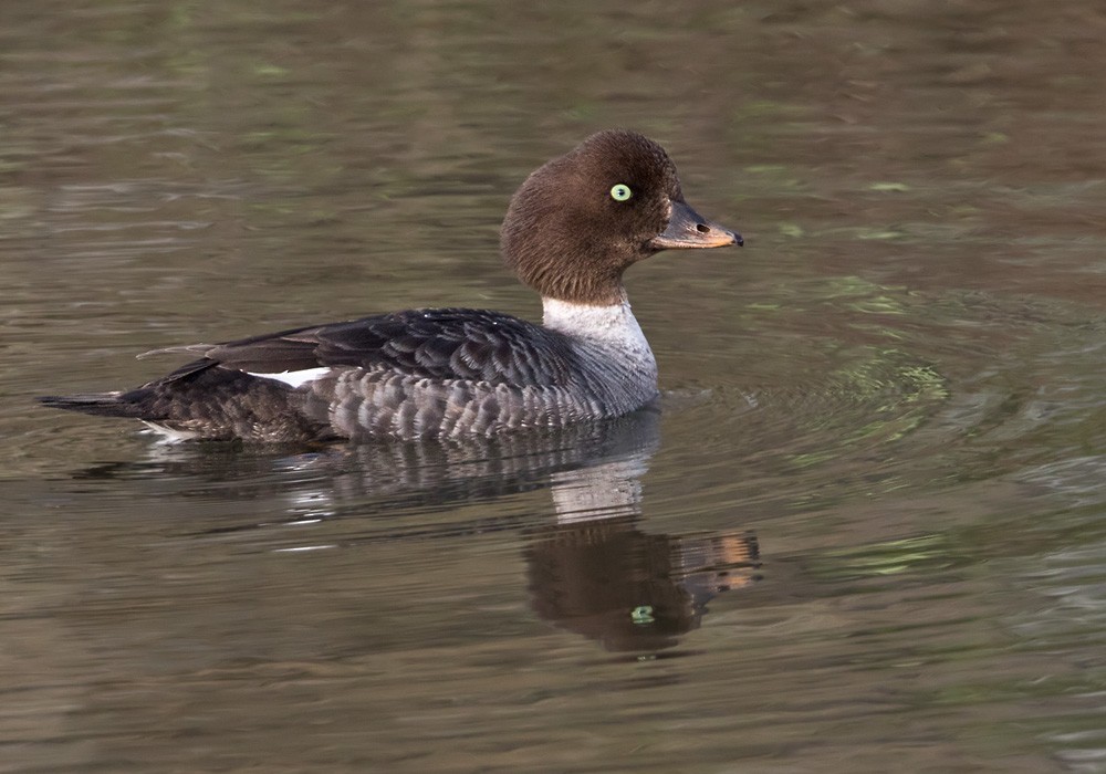 Barrow's Goldeneye - ML205999491