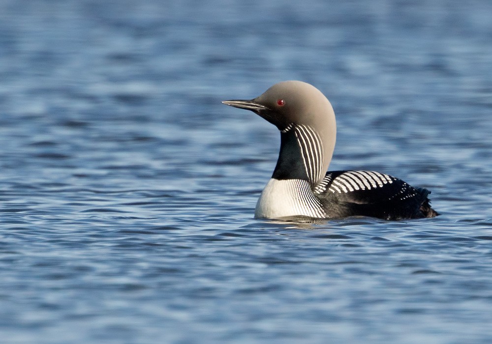 Pacific Loon - ML205999551