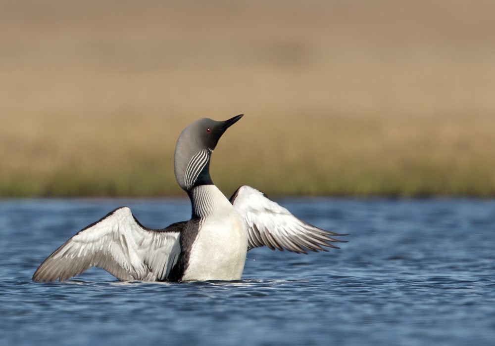 Pacific Loon - ML205999561