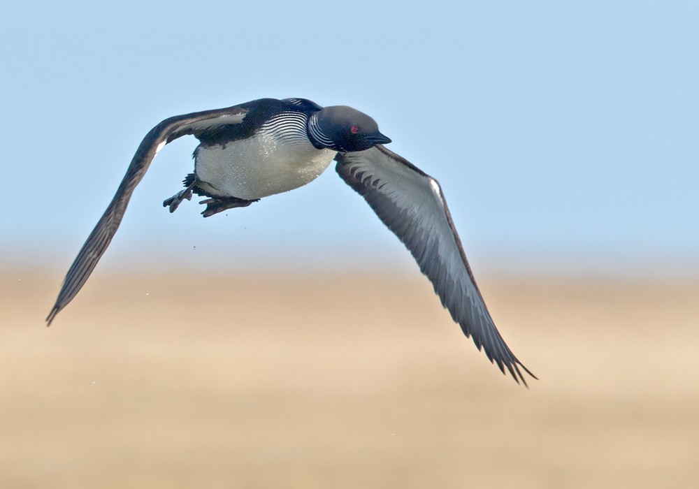 Pacific Loon - ML205999591