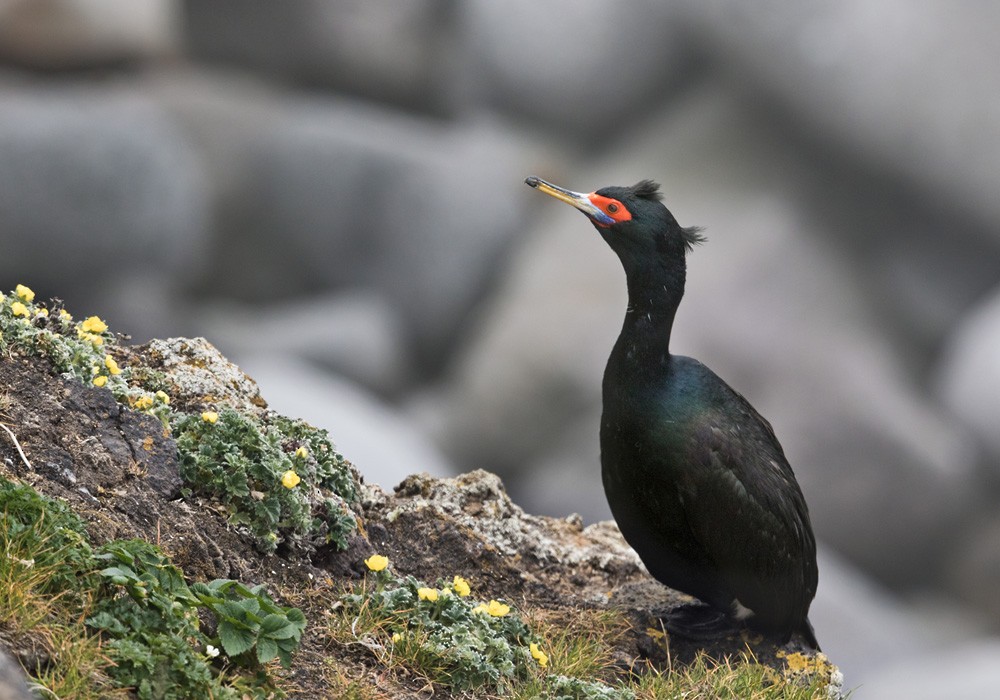 Cormoran à face rouge - ML205999721