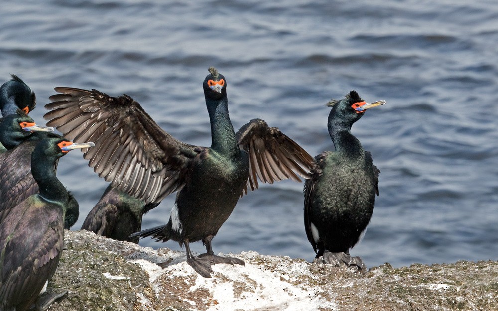 Red-faced Cormorant - ML205999731