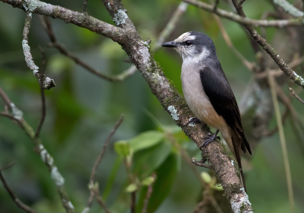 Brown-rumped Minivet - ML205999851