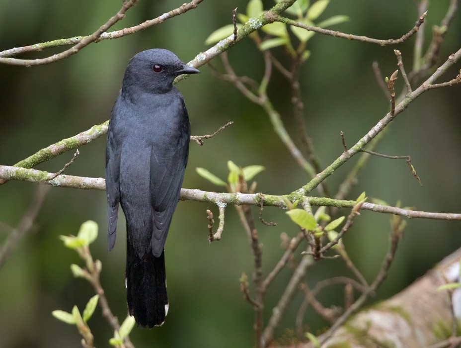 Indochinese Cuckooshrike - Lars Petersson | My World of Bird Photography
