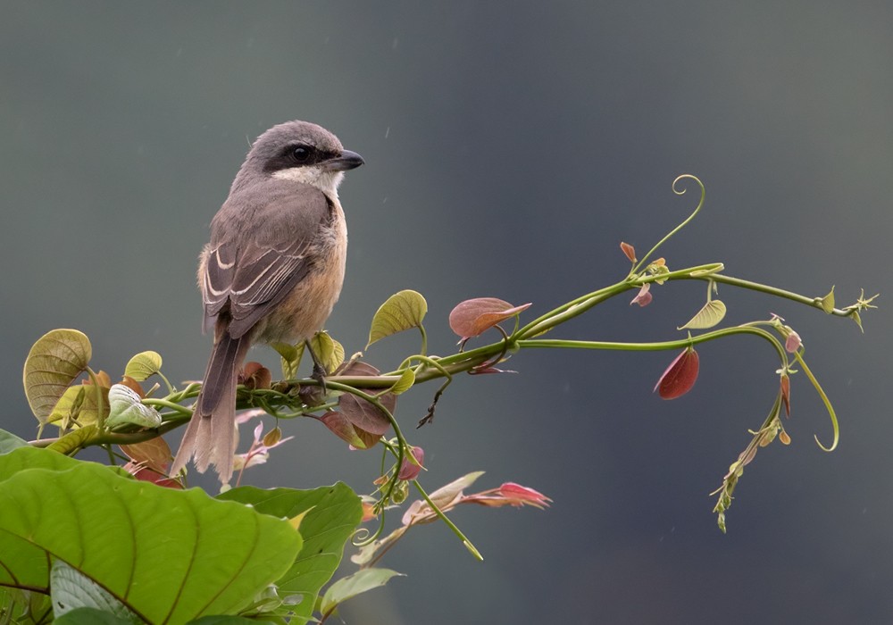 Gray-backed Shrike - ML205999951