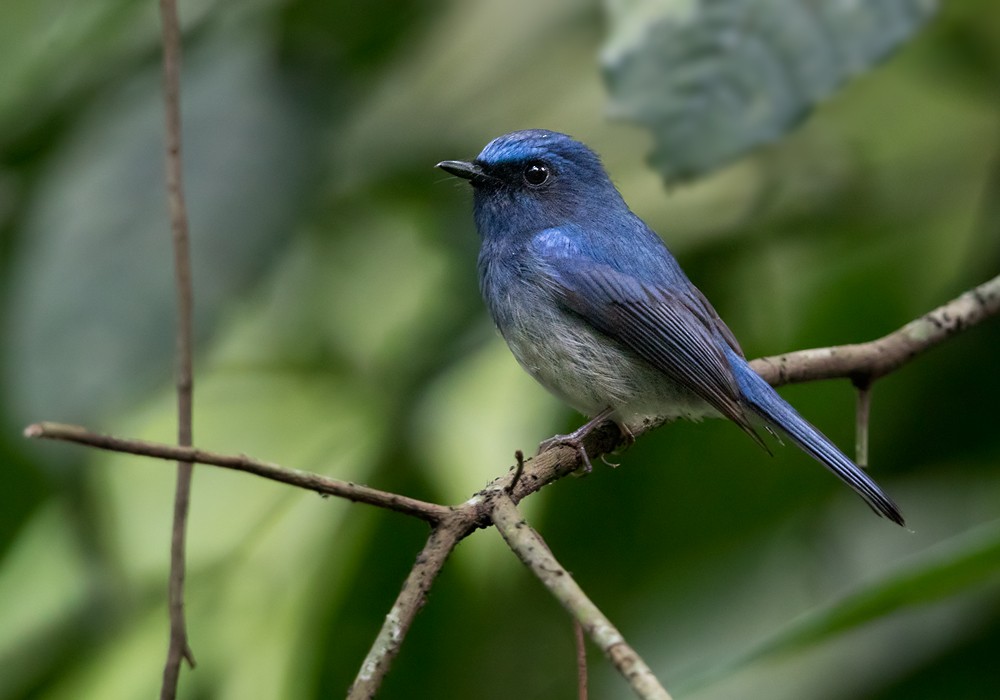Hainan Blue Flycatcher - Lars Petersson | My World of Bird Photography