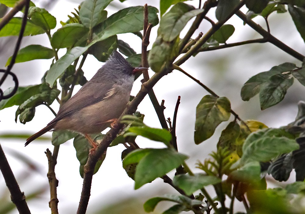 Black-chinned Yuhina - ML206000121