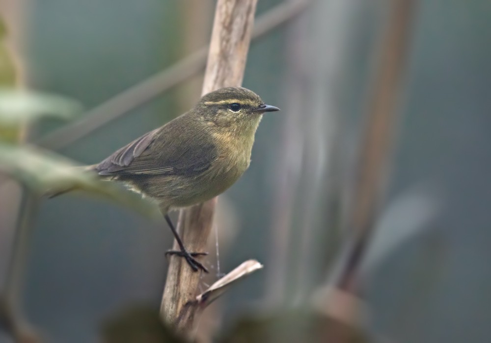 Buff-throated Warbler - ML206000131