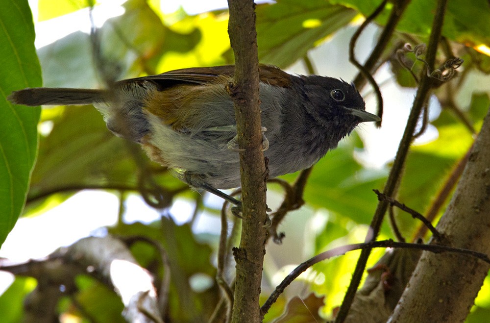 Rwenzori Hill Babbler - ML206000231