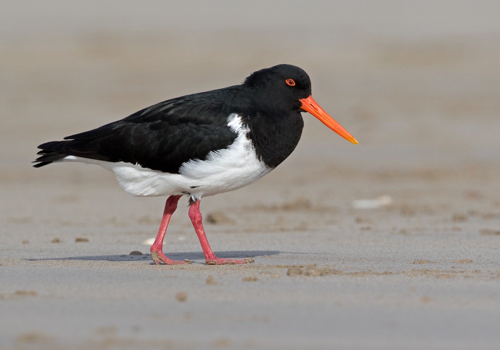 Chatham Islands Oystercatcher - ML206000241