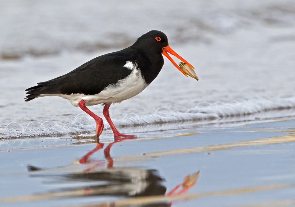 Chatham Islands Oystercatcher - Lars Petersson | My World of Bird Photography