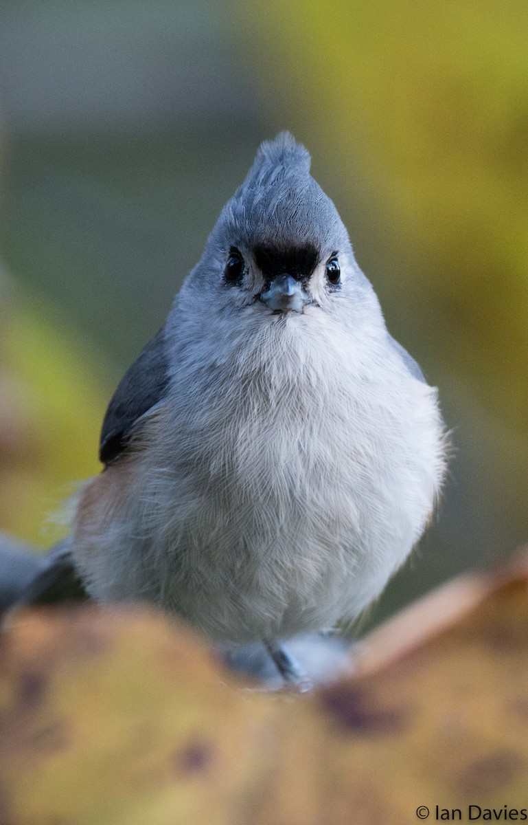 Tufted Titmouse - ML20600061