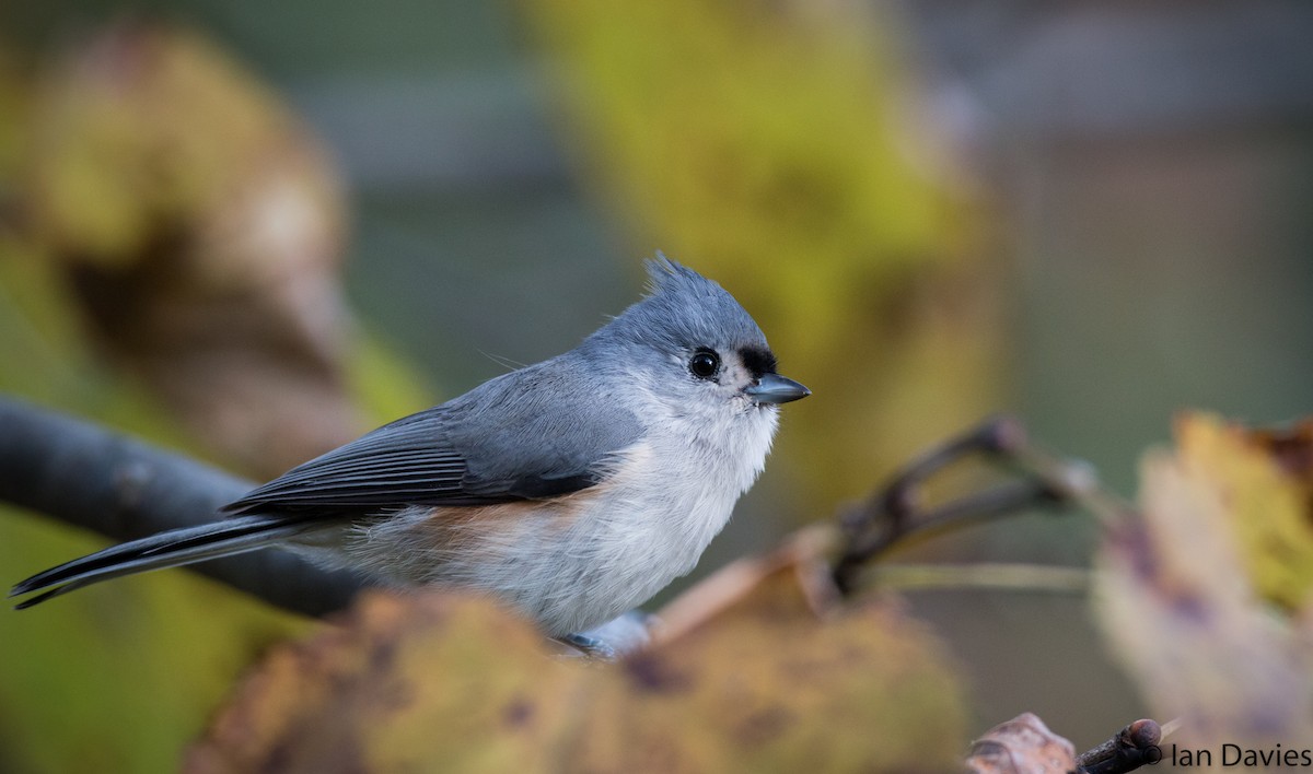 Tufted Titmouse - ML20600071