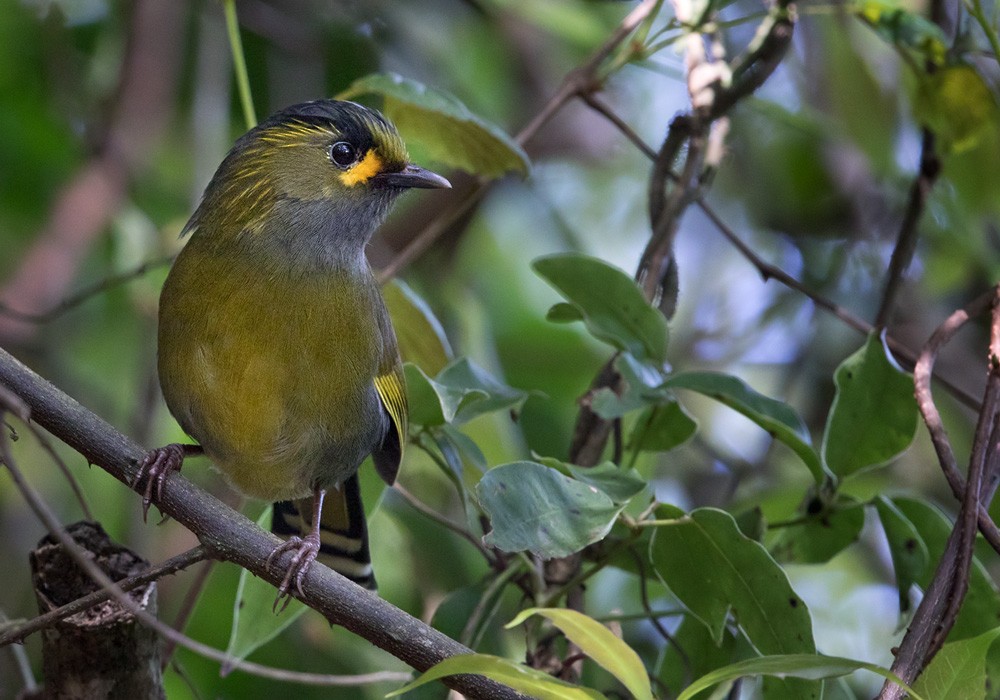 Taiwan Liocichla - ML206000761