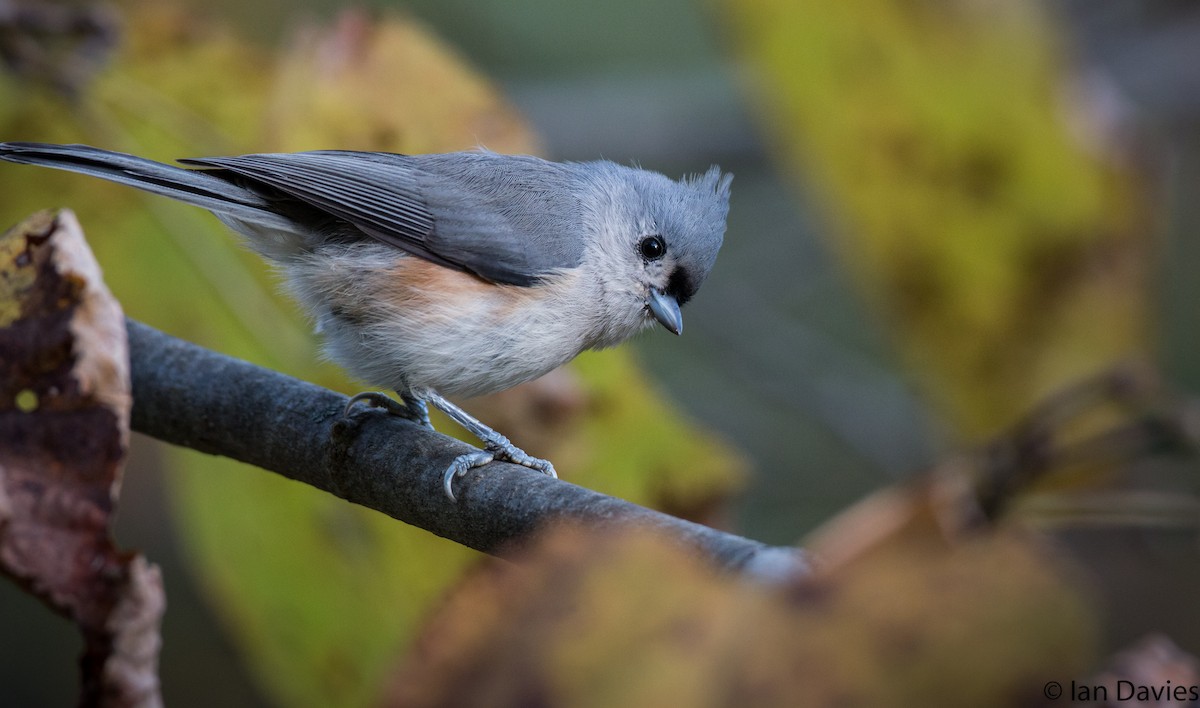 Tufted Titmouse - ML20600081