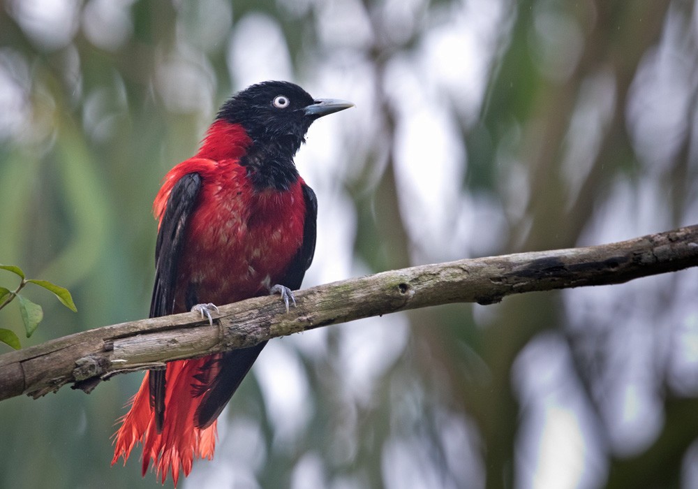 Maroon Oriole - Lars Petersson | My World of Bird Photography