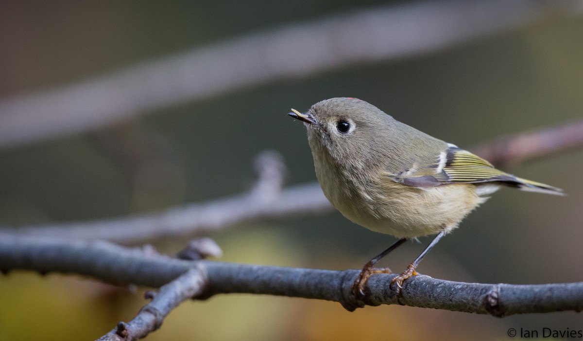 Ruby-crowned Kinglet - ML20600091