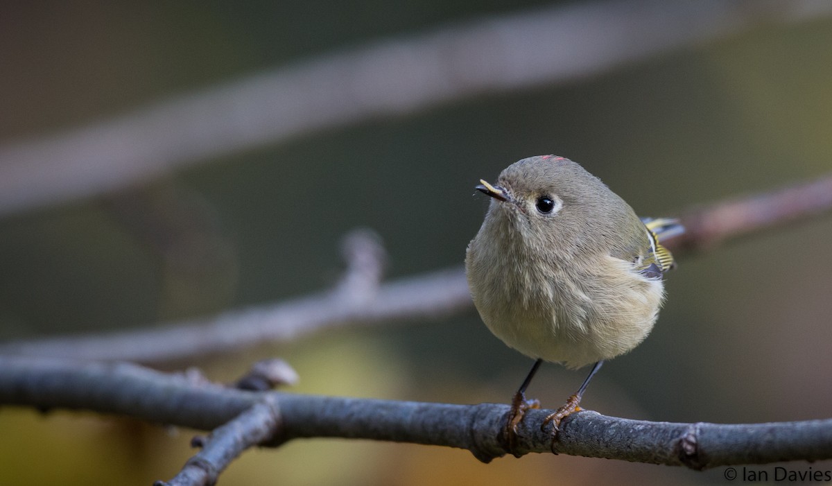 Ruby-crowned Kinglet - ML20600101