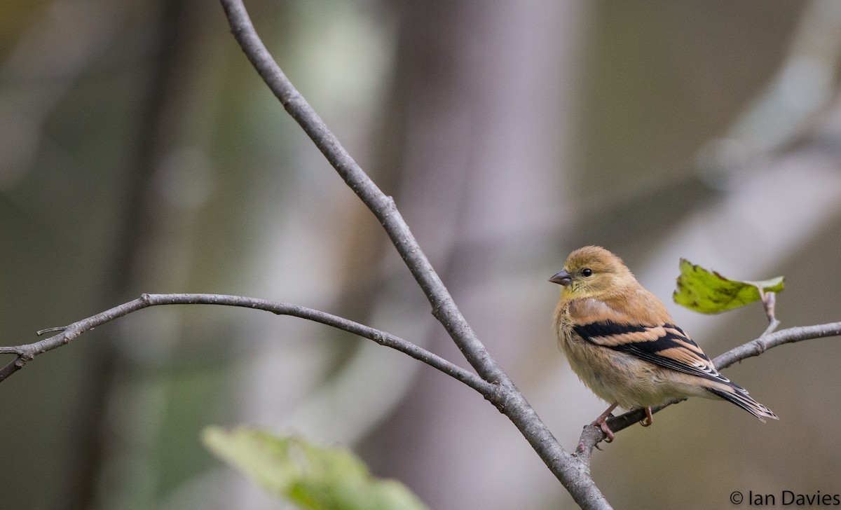 American Goldfinch - ML20600111