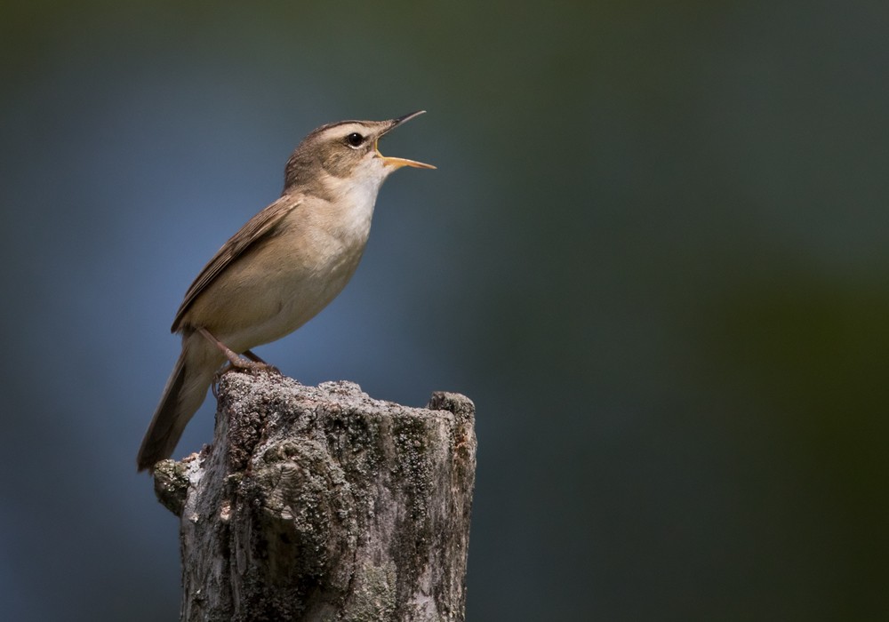 Black-browed Reed Warbler - ML206001121