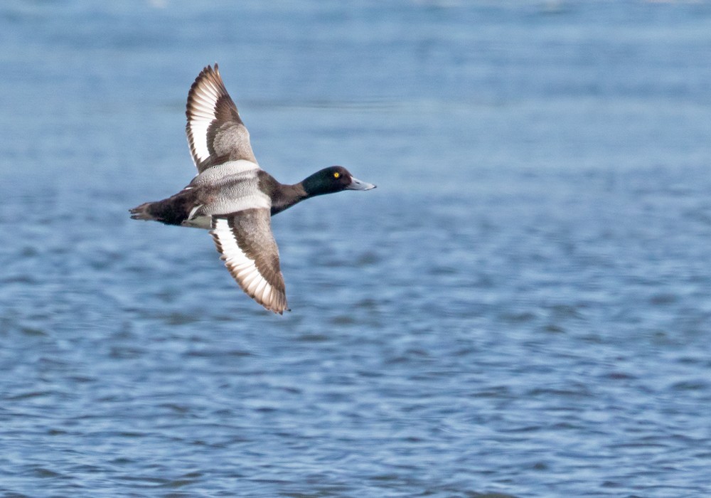 Greater Scaup - Lars Petersson | My World of Bird Photography