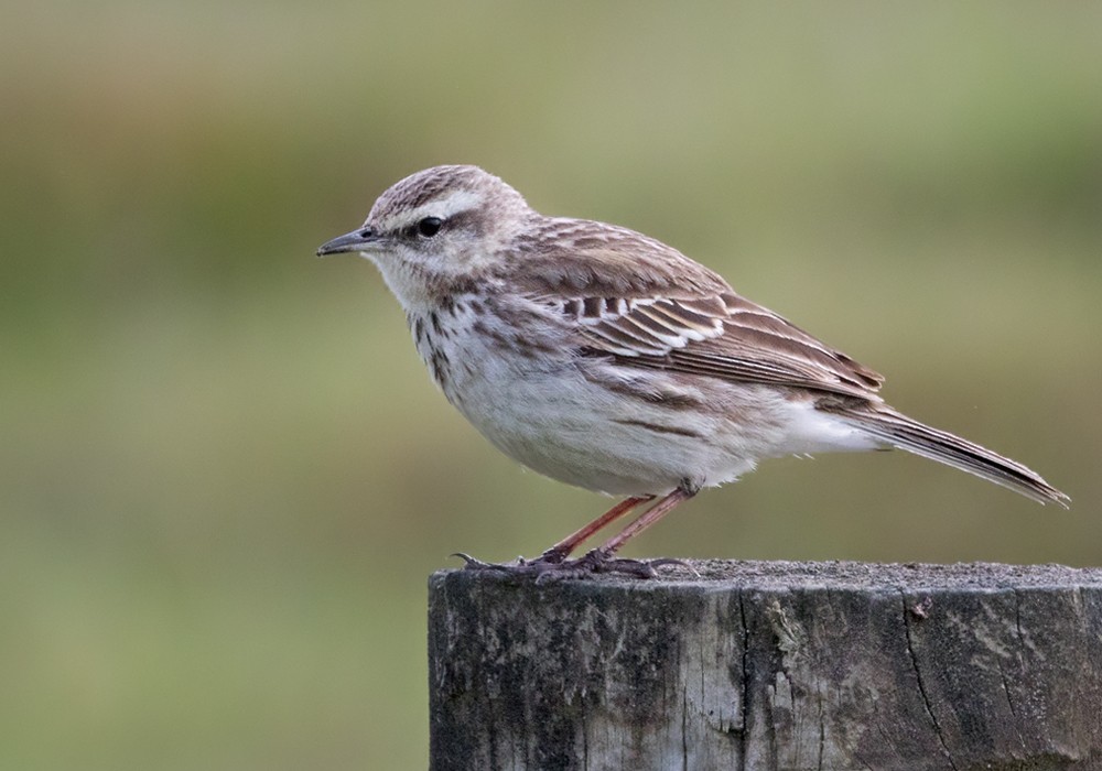 Pipit de Nouvelle-Zélande - ML206001201