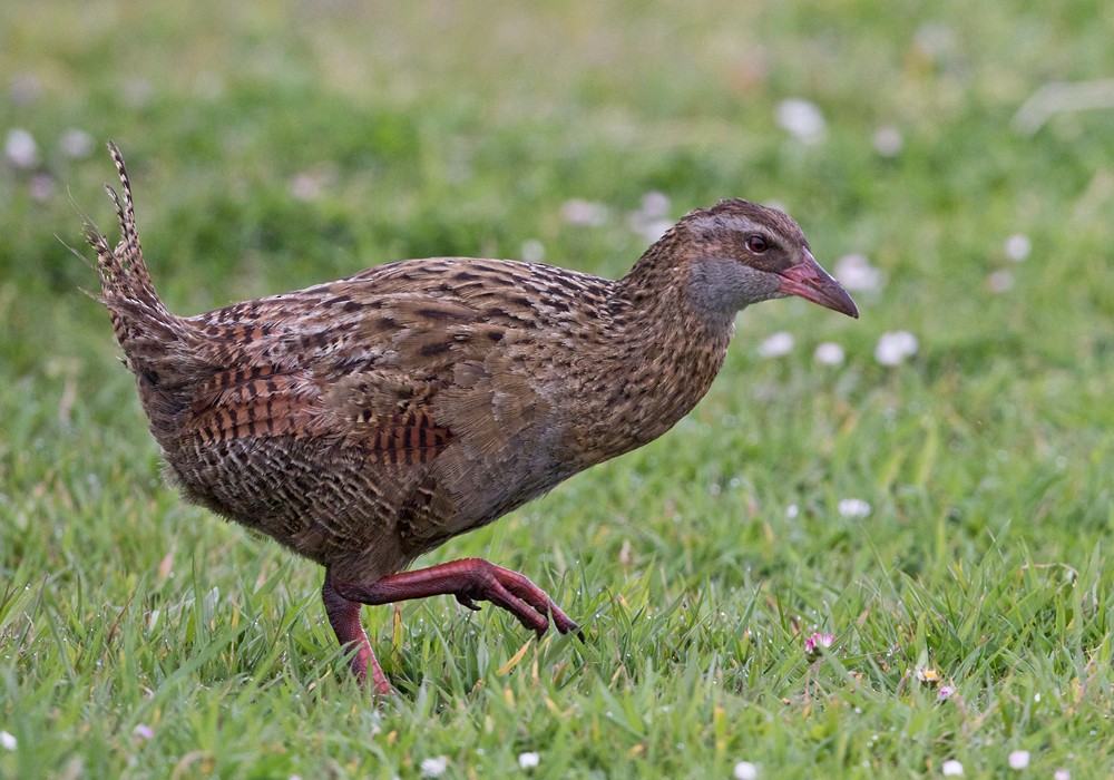 chřástal weka - ML206001231