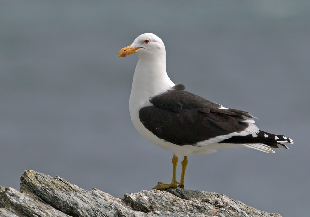 Goéland dominicain (dominicanus) - ML206001271