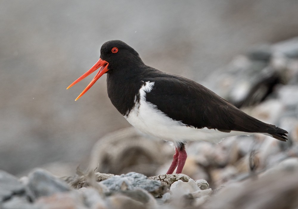 Chatham Oystercatcher - ML206001281